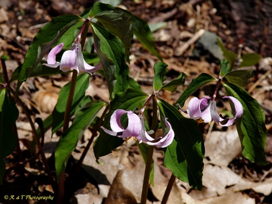 {Trillium catesbaei}